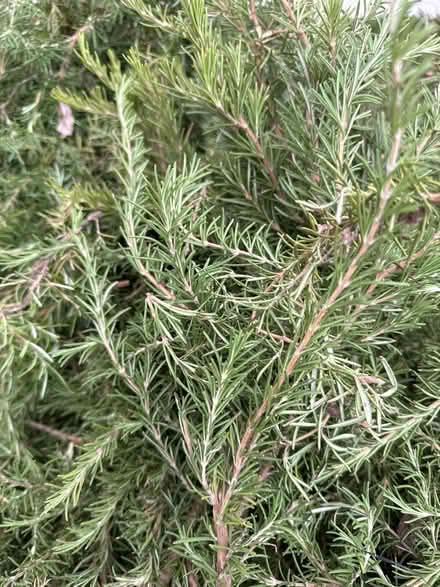 Photo of free Rosemary. Just cut today (Glendora ca) #1