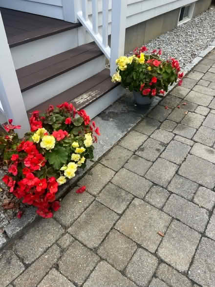 Photo of free 4 red and yellow begonia plants (Pepperell) #3