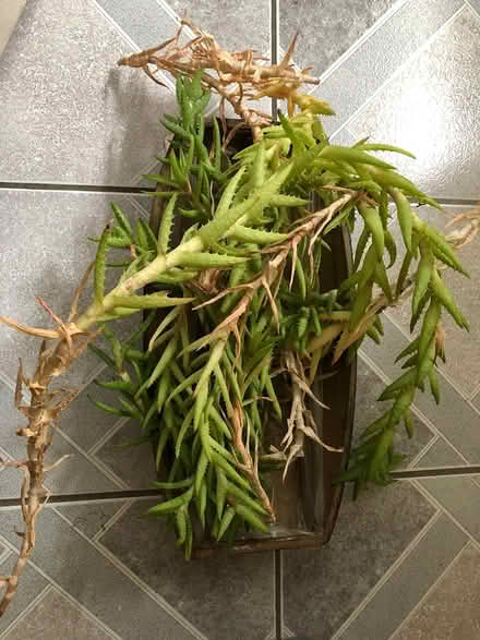 Photo of free spiky succulent plants (Don Mills & Lawrence) #1