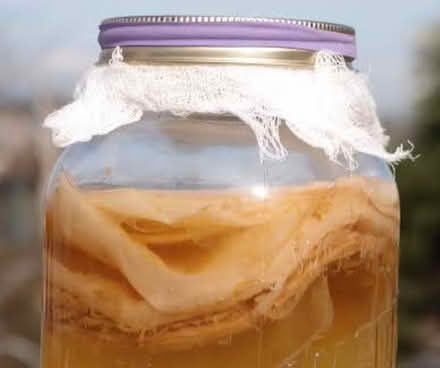 Photo of Kombucha SCOBY (Albany) #1