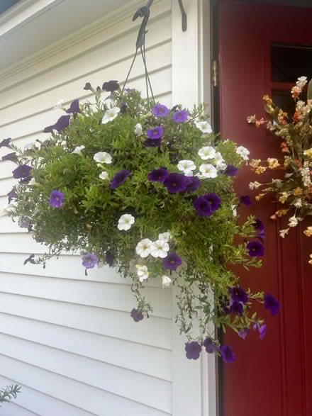 Photo of free 2- 10” hanging plants (Pepperell) #1