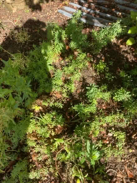 Photo of free Purple toadflax (Worlds End Burgess Hill) #2