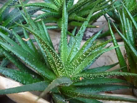 Photo of free Gasworthias pups-small succulents (by 280-85 interchange Sunnyval) #1