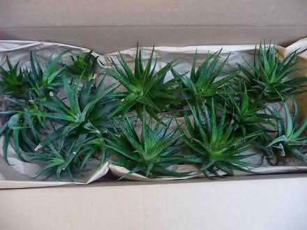 Photo of free Gasworthias pups-small succulents (by 280-85 interchange Sunnyval) #2