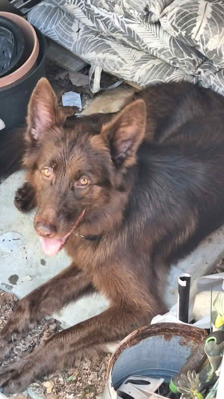 Photo of free Chocolate German shepherd (Cookeville, TN) #1