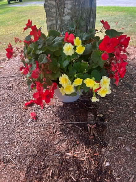 Photo of free 4 red and yellow begonia plants (Pepperell) #2