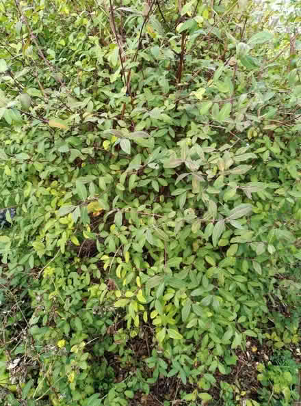 Photo of free Honeyberry bush (Kennington OX1) #1