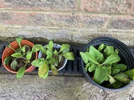 Photo of free Evening primrose (Worlds End Burgess Hill) #2