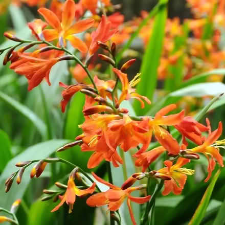Photo of free Crocosmia bulbs (Chipstead TN13) #1