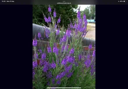 Photo of free Purple toadflax (Worlds End Burgess Hill) #1