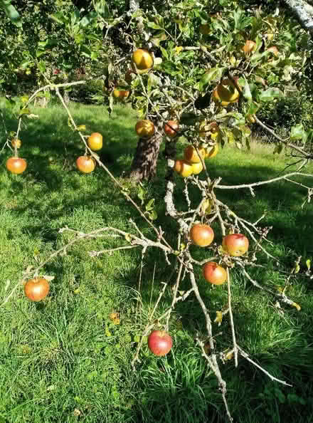 Photo of free Apples (and a few grapes) (Kennington OX1) #1