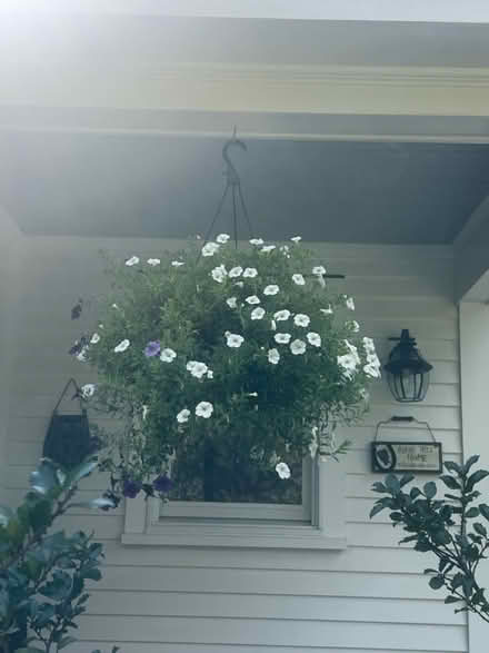 Photo of free 2- 10” hanging plants (Pepperell) #2