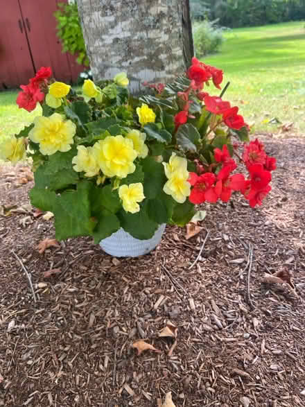Photo of free 4 red and yellow begonia plants (Pepperell) #1
