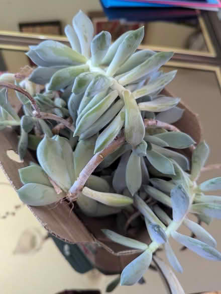 Photo of free Jade plant trimming (Old Barrhaven) #1