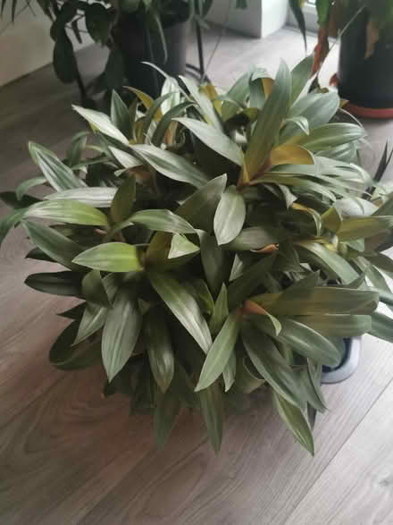 Photo of free Plant cuttings (Caterham CR3) #1