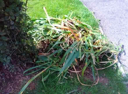 Photo of free Lillies (Farmoor OX2) #2