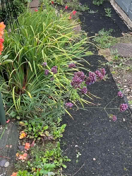 Photo of free Verbena (LE67 Bagworth) #2