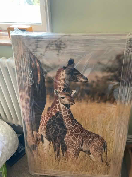 Photo of free Photo canvas (Bushey WD23) #1