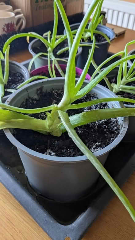 Photo of free Aloe Vera plants (Caldy Valley CH3) #3