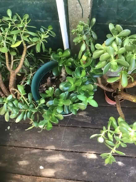 Photo of free Money plants (jade) (Wescott RG40) #4