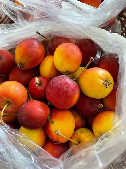 Photo of free Crab apples (Oake, Taunton) #1