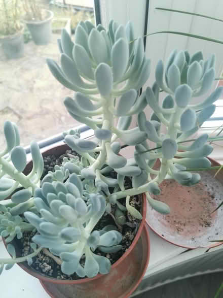 Photo of free Succulent cutting (Caterham CR3) #1