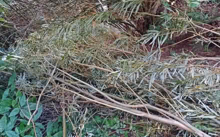 Photo of free willow whips fresh (Southport PR9) #3