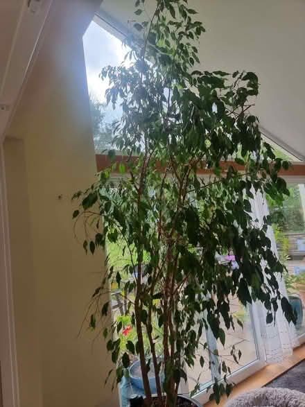 Photo of free 11ft tall house plant - ficus (pot not included) (Great Strickland CA10) #3