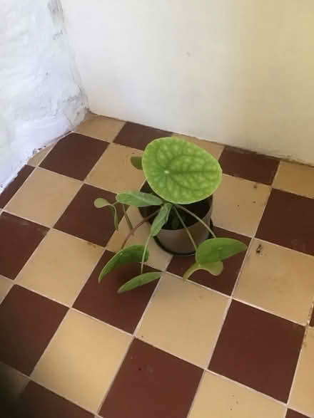 Photo of free Chinese Money plants (Wescott RG40) #2