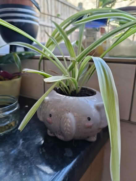 Photo of free Spider plant (SW15) #1