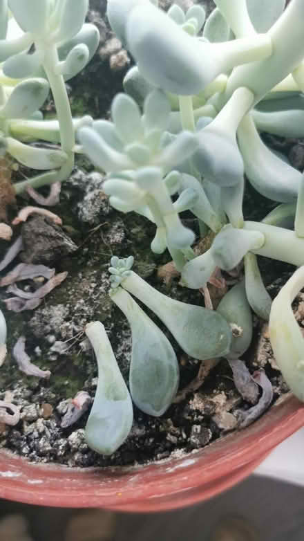 Photo of free Succulent cutting (Caterham CR3) #3