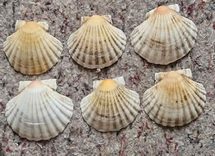 Photo of free Six Scallop shells (Clevedon BS21) #1