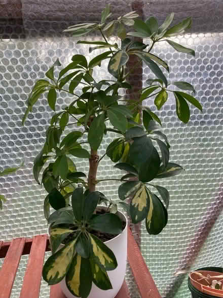 Photo of free Indoor pot plant M/head River Area, (windsor-maidenhead-freegle CGA SL6) #1