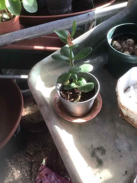 Photo of free Money plants (jade) (Wescott RG40) #1