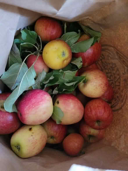 Photo of free Apples (sweet not cooking) (Shenley Fields B29) #1