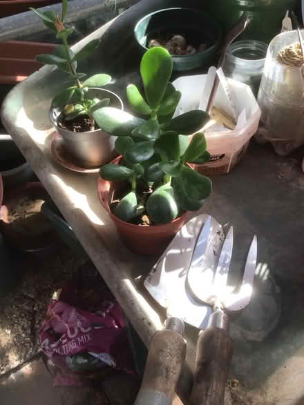 Photo of free Money plants (jade) (Wescott RG40) #2