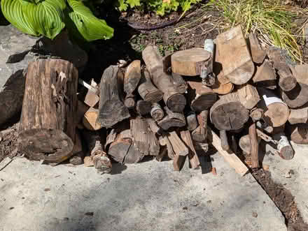 Photo of free Firewood at curb (Champlain Park) #3