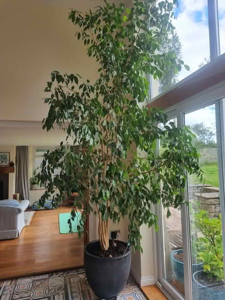 Photo of free 11ft tall house plant - ficus (pot not included) (Great Strickland CA10) #1
