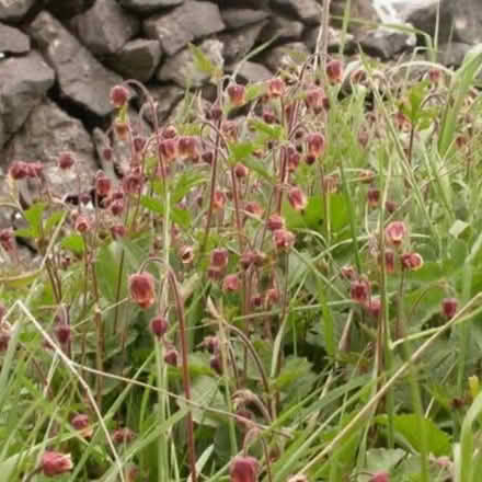 Photo of free Plants for pond or marginals (Sedbergh LA10) #3