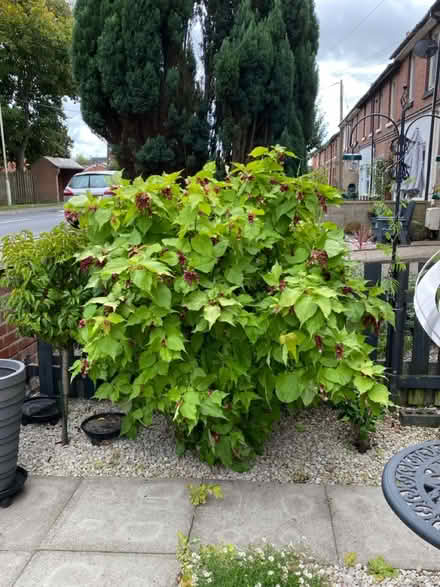 Photo of free Perennial shrub seedlings (LE67 Bagworth) #2