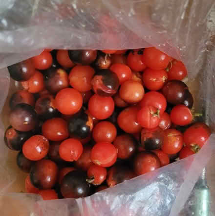 Photo of free Cherry Tomatoes (Oakland) #1