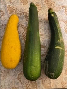 Photo of free Zucchini and Yellow Squash -- LARGE (North Everett) #1