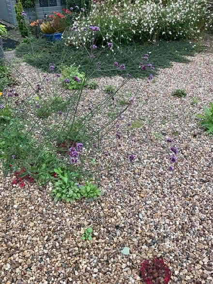 Photo of free Verbena (LE67 Bagworth) #1