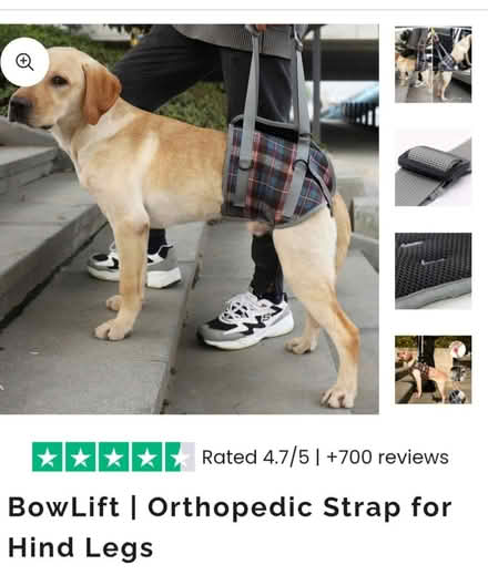 Photo of Dog mobility back leg support male (N1) #1