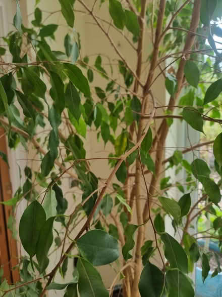Photo of free 11ft tall house plant - ficus (pot not included) (Great Strickland CA10) #2