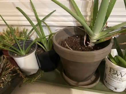 Photo of free Aloe plant starts (S. Boulder) #1