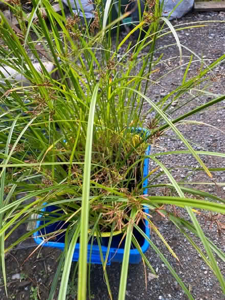 Photo of free Plants for pond or marginals (Sedbergh LA10) #1