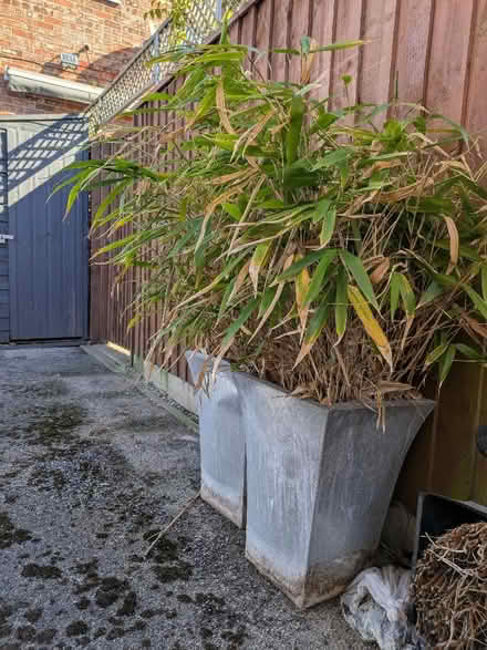 Photo of free 2 x Bamboo plants in aluminium pots (Felixstowe IP11) #2
