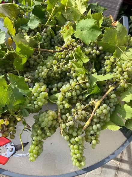 Photo of free Grapes for juice? (Knotty Green HP9) #1