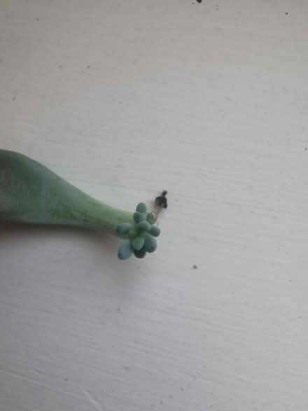Photo of free Succulent cutting (Caterham CR3) #2